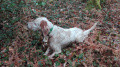 Setter Anglais GIFFA DE SAINT ALOR Setter Anglais GIFFA DE SAINT ALOR